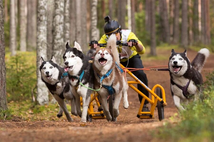 From Rovaniemi: Autumn Husky Safari Adventure - The Huskies, the Training Talk, and Why It Matters