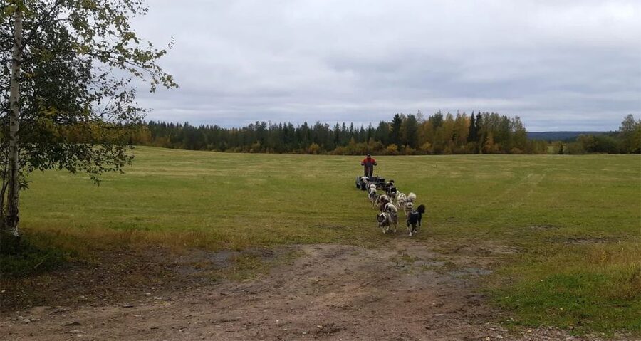 From Rovaniemi: Autumn Husky Safari Adventure - Warm Snacks and Blueberry Juice: Small Detail, Big Comfort