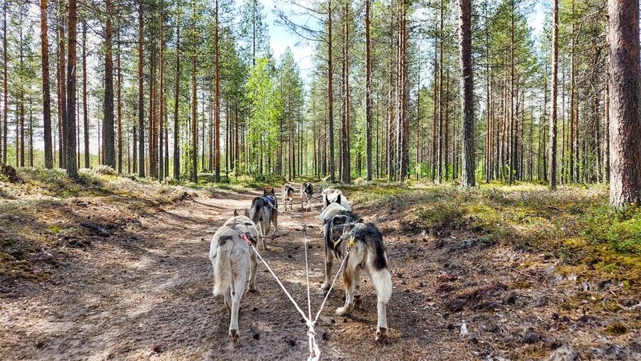 From Rovaniemi: Autumn Husky Safari Adventure - Price and Value: Is $237 Reasonable for This 3-Hour Husky Safari?