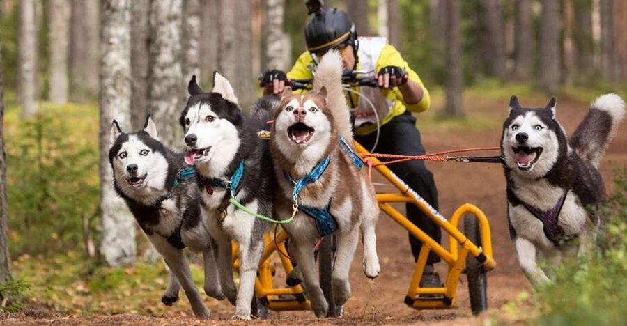 From Rovaniemi: Autumn Husky Safari Adventure - Group Size and Day-of-Week Reality You Should Know