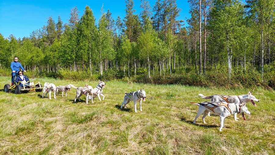 From Rovaniemi: Autumn Husky Safari Adventure - How the 3-Hour Experience Flows, Including Hotel Pickup and Farm Time