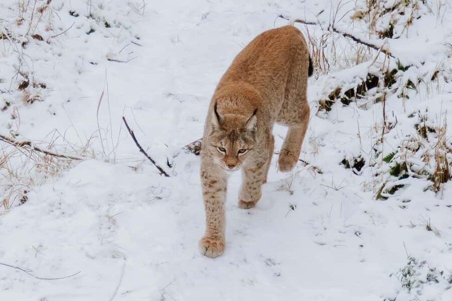 From Rovaniemi: Family Friendly Visit to Ranua Wildlife Park - Ranua Wildlife Park in 4.5 hours from Rovaniemi, the practical way to see Arctic animals