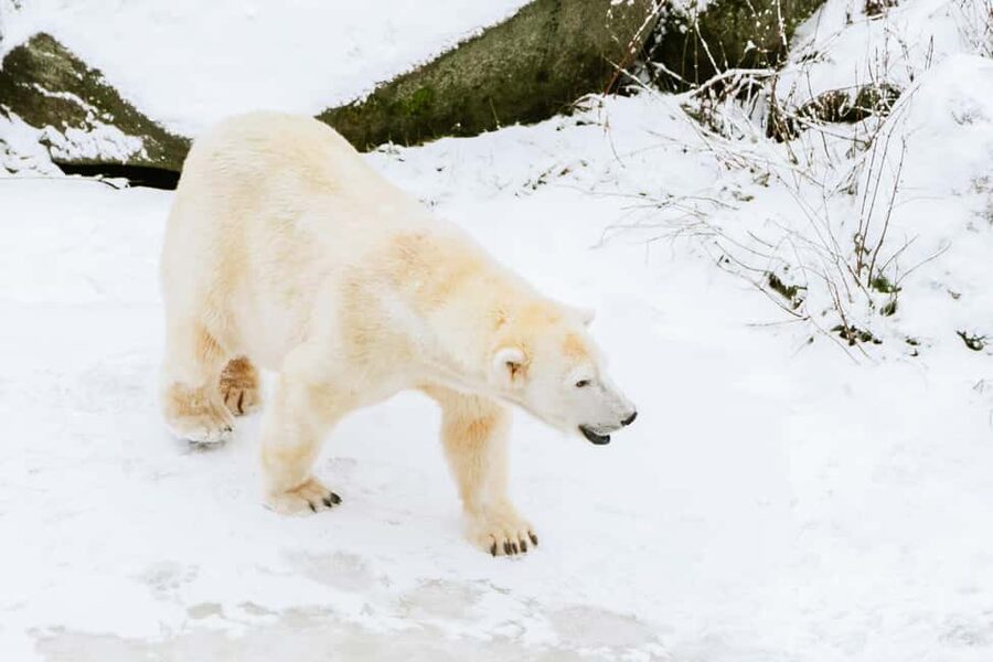 From Rovaniemi: Family Friendly Visit to Ranua Wildlife Park - Inside Ranua, a guided walk through 50+ Arctic species
