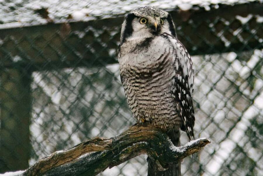 From Rovaniemi: Family Friendly Visit to Ranua Wildlife Park - Family-friendly details that actually help, not just marketing