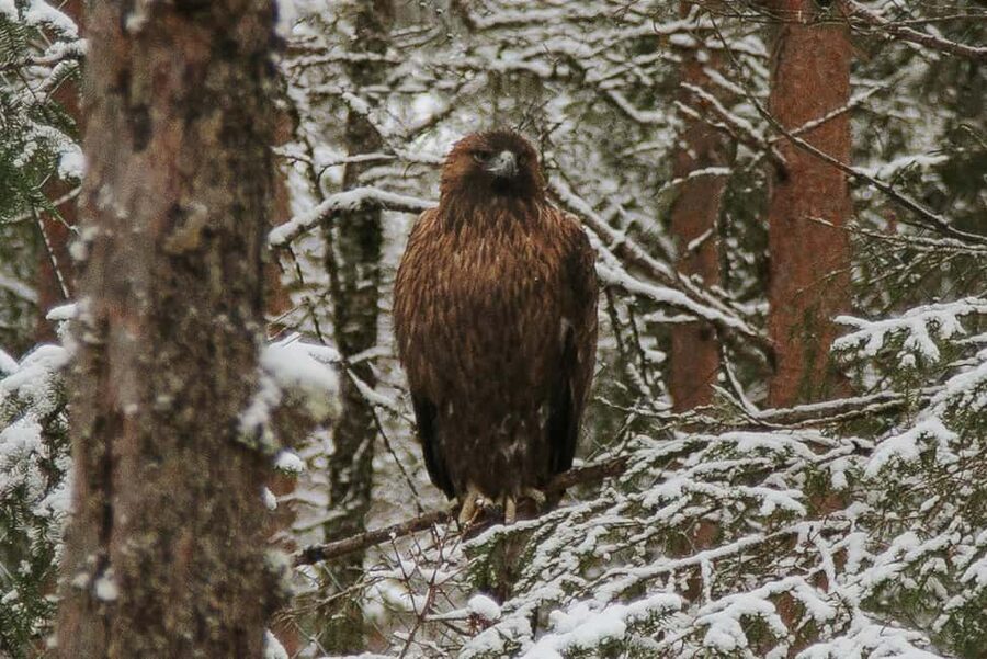 From Rovaniemi: Family Friendly Visit to Ranua Wildlife Park - Should you book this Ranua Wildlife Park day trip?