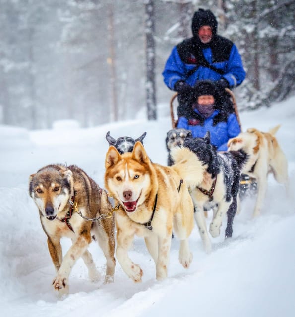 From Rovaniemi: Husky and Reindeer farm with sled ride - The Lappish Kota Storytelling: How Reindeer Herding Shapes Arctic Life