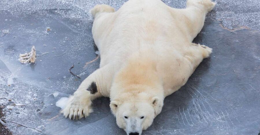 From Rovaniemi: Ranua Wildlife Park Experience - Why This Ranua Wildlife Park Tour Feels Like a Smart Half-Day Plan