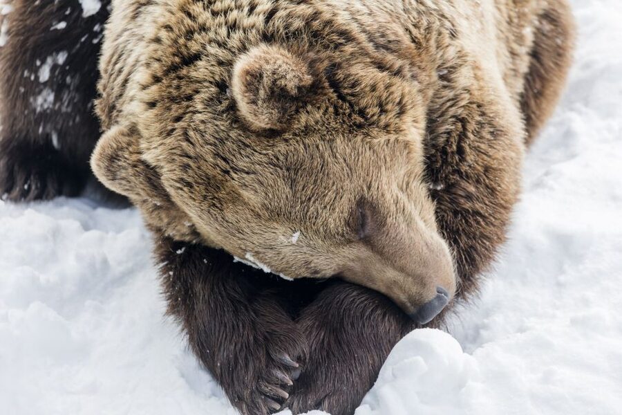 From Rovaniemi: Ranua Wildlife Park Experience - Walking the Outdoor Zoo Route: 2.5 km in the Finnish Forest