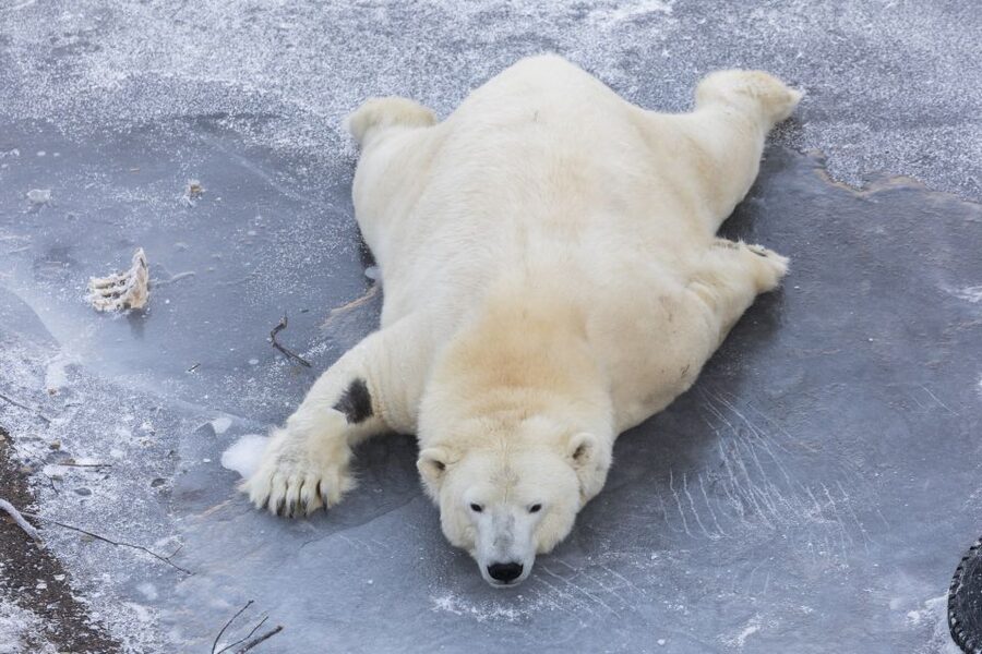 From Rovaniemi: Ranua Wildlife Park Experience - The Buffet Lunch at Ranua Zoo, Plus Chocolate and Wine Shop Time