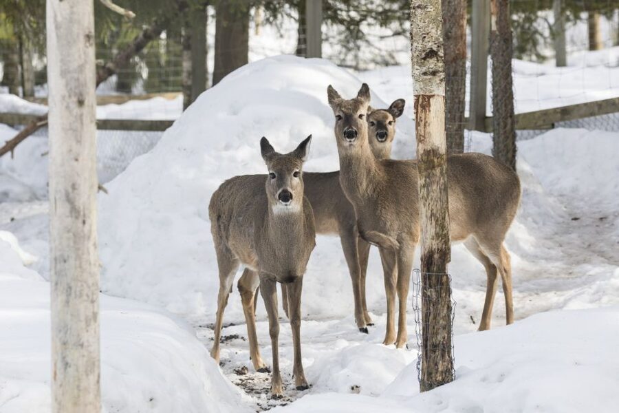 From Rovaniemi: Ranua Wildlife Park Experience - Price and Value: Is About $247 Per Person Worth It?