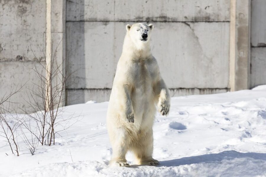 From Rovaniemi: Ranua Wildlife Park Experience - Who This Tour Suits Best in Your Lapland Trip