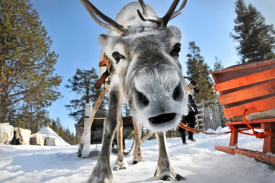 From Rovaniemi: Reindeer Farm Visit with Sleigh Ride - From Rovaniemi to the reindeer farm, without the hassle