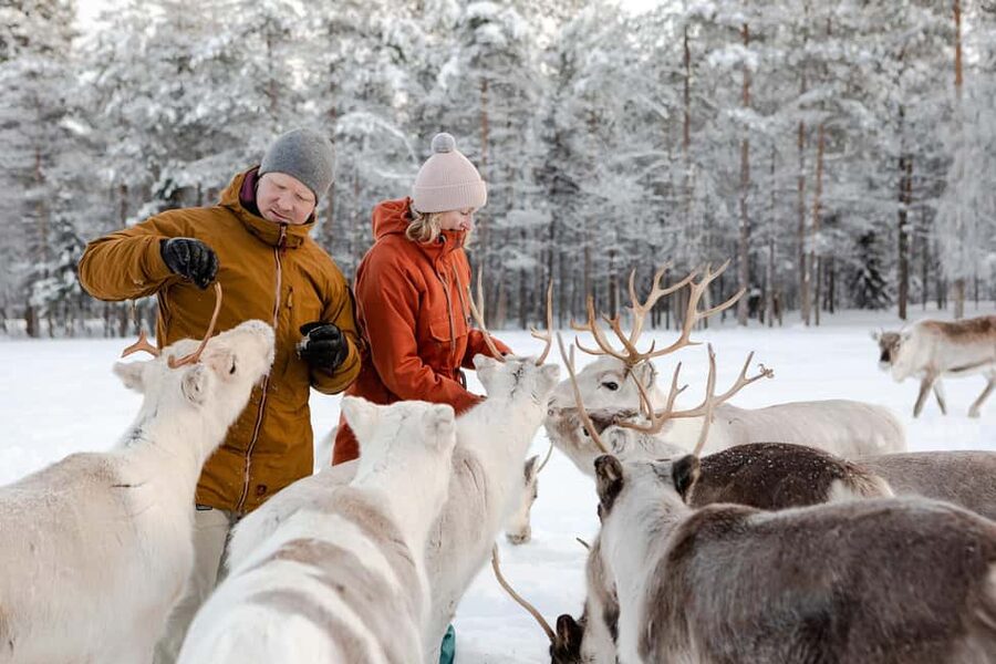 From Rovaniemi: Reindeer Farm Visit with Sleigh Ride - Price and value: what you’re paying for in a 2-hour tour