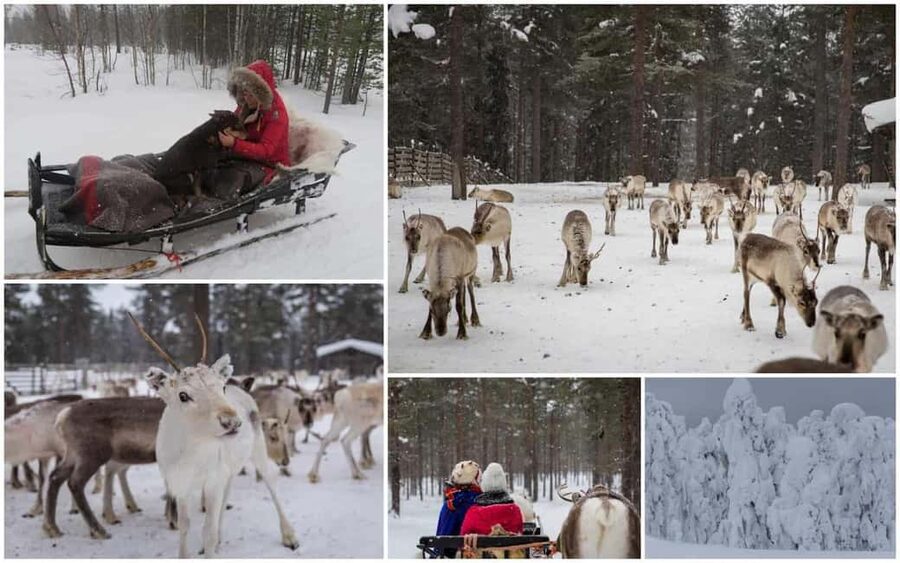 From Rovaniemi: Reindeer Farm Visit with Sleigh Ride - What to bring, what to wear, and how to stay comfortable