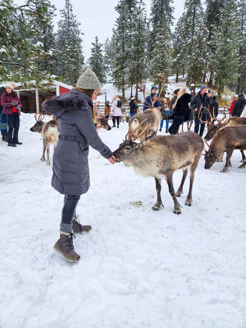 From Rovaniemi: Reindeer Farm Visit with Sleigh Ride - Who should book this reindeer farm experience