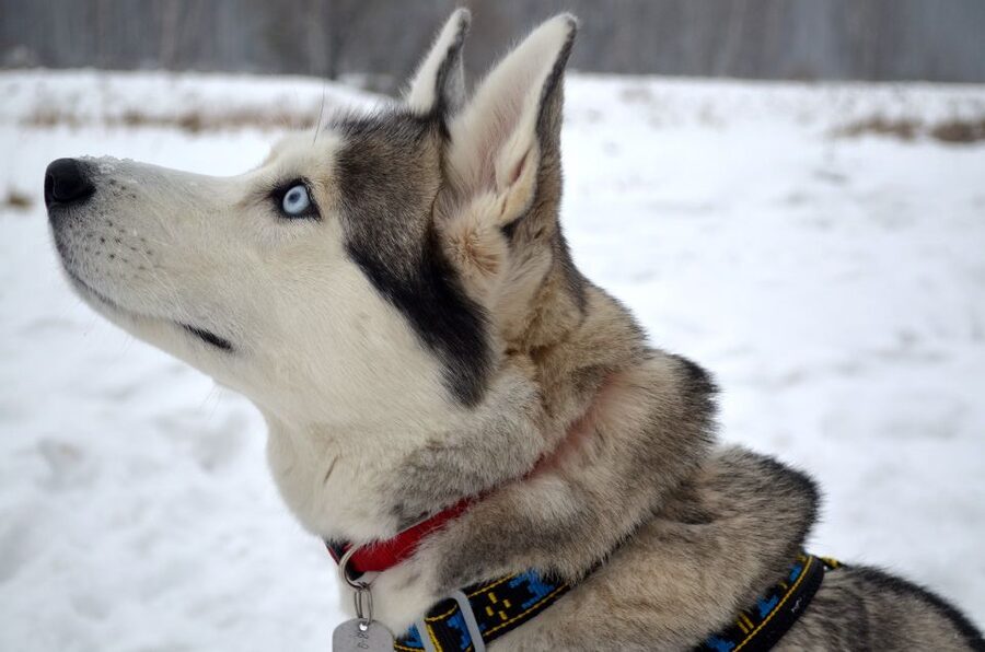 From Rovaniemi: Self-Driven 10km Husky Sled Ride - The 10 km self-driven sled ride: how to get the most out of your captain role