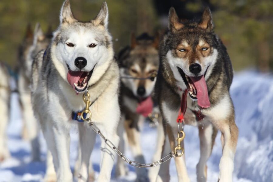From Rovaniemi: Self-Driven 10km Husky Sled Ride - The trip starts in Rovaniemi, with an actual transfer worth paying attention to