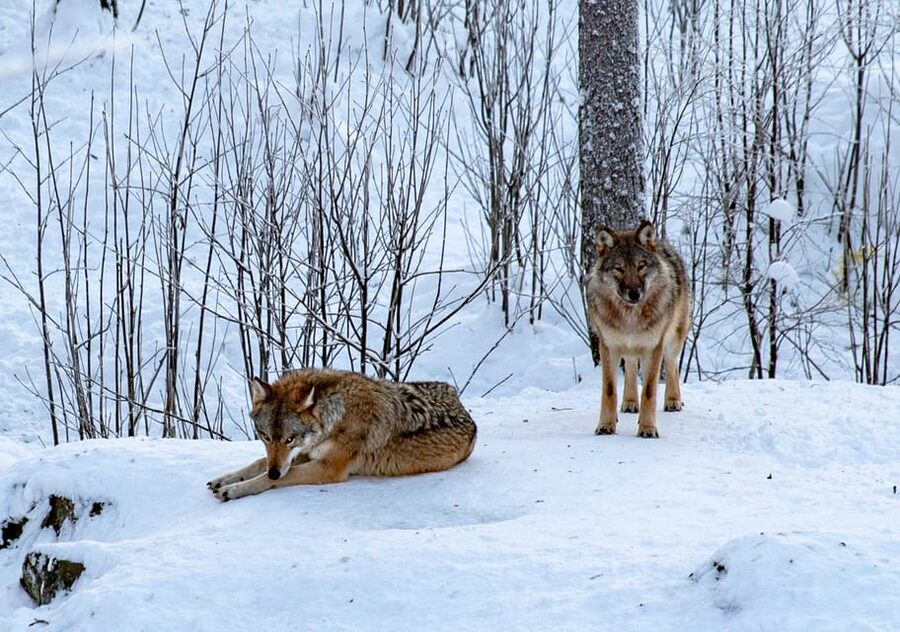 From Rovaniemi: Tour to Ranua Wildlife Park - Key highlights I’d plan my day around