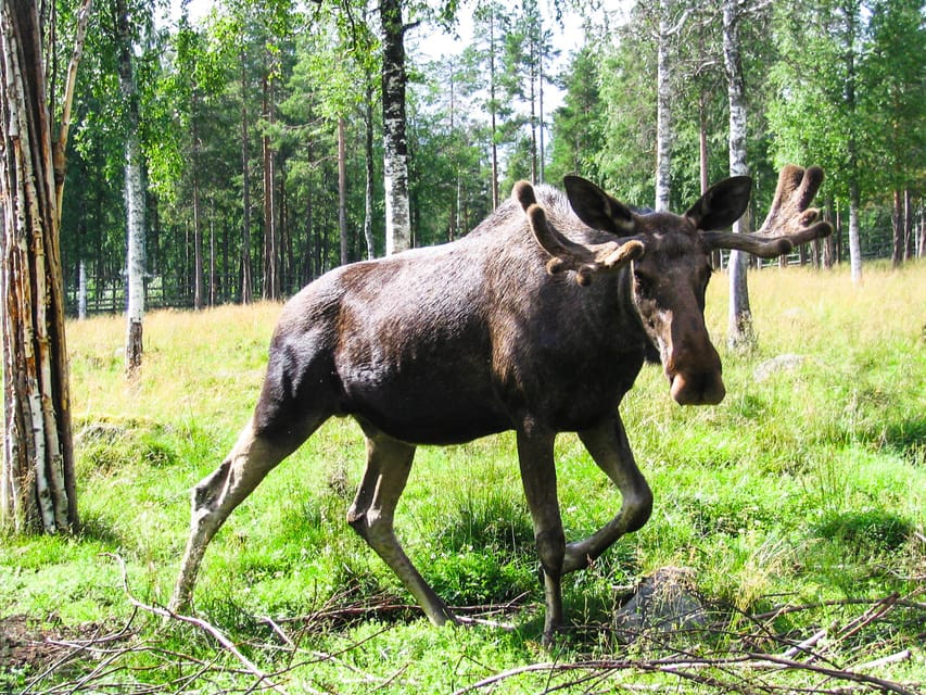 From Rovaniemi: Tour to Ranua Wildlife Park - Entering the park quickly with skip-the-line access