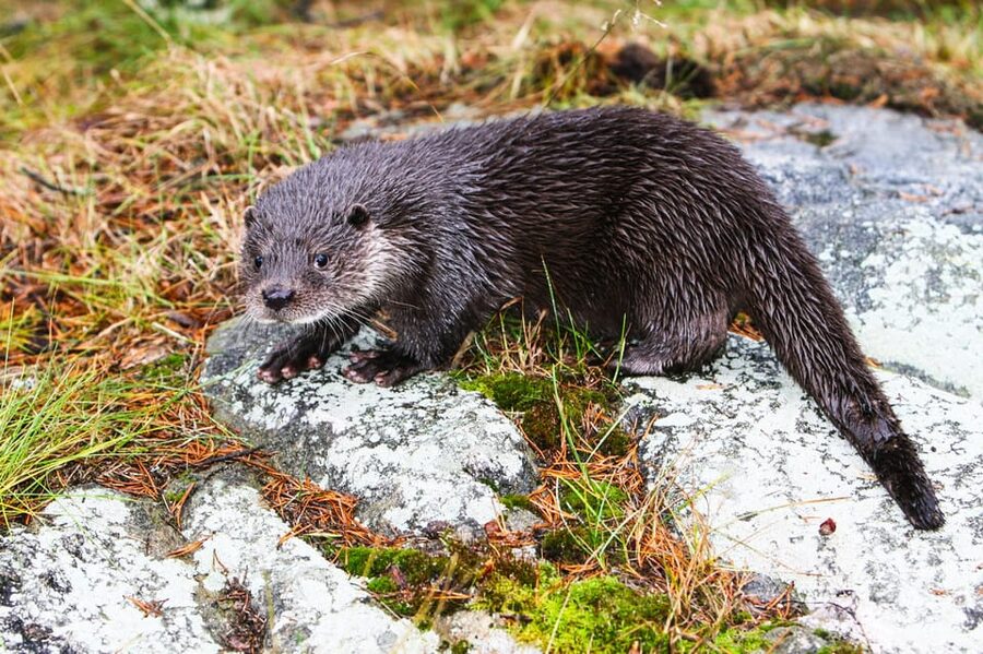 From Rovaniemi: Tour to Ranua Wildlife Park - Timing the best moments, without stressing the schedule