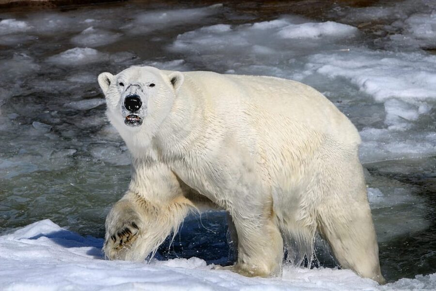 From Rovaniemi: Tour to Ranua Wildlife Park - Pickup, minibus transfer, and the time-saving part