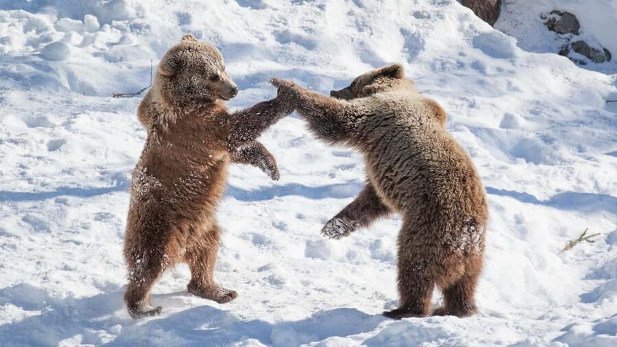 From Rovaniemi: Visit Wildlife Park in Ranua - Why Ranua Wildlife Park is such a smart Arctic day trip from Rovaniemi