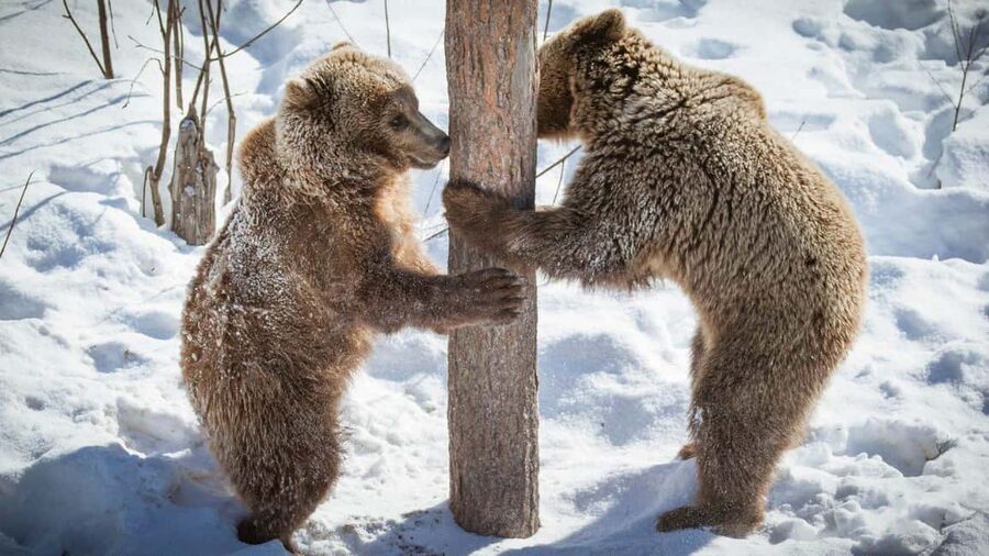 From Rovaniemi: Visit Wildlife Park in Ranua - Snacks, souvenirs, and planning for lunch that is not included