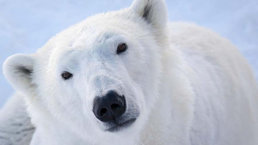 From Rovaniemi: Visit Wildlife Park in Ranua - Price and value at around $100, what you are really buying