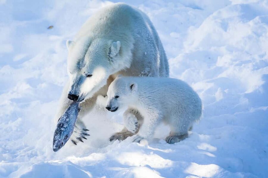 From Rovaniemi: Visit Wildlife Park in Ranua - The minibus pickup and guide experience that keeps the day smooth
