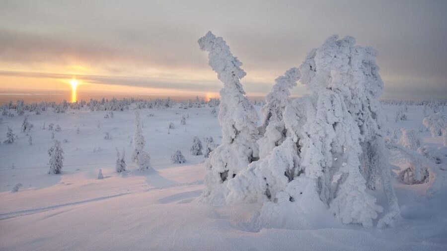 From Rovaniemi: Winter Wonderland Hike with a Hot Drink - Price and Value: Is $282 Worth It for This 6-Hour Hike?