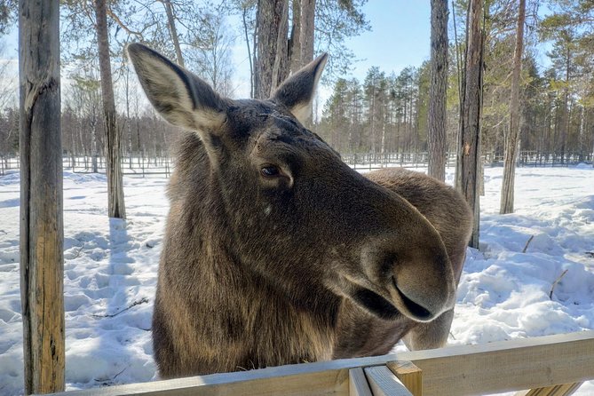 Full Day Lapland Tour, including Lunch and Dinner - Ranua Zoo: prebooked entry and a forest walk that feels like Lapland