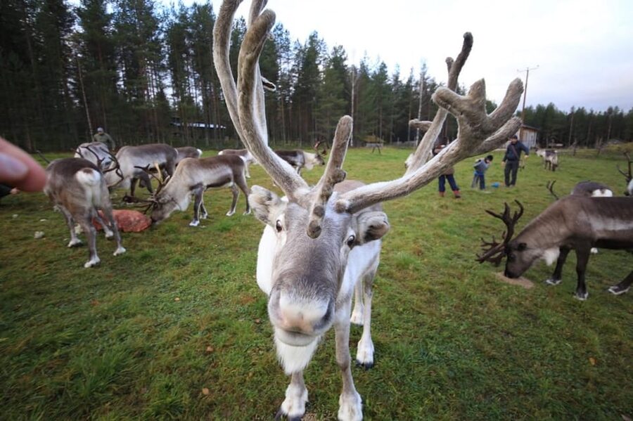 Full day: Reindeer Farm, Santa Claus Village & Husky Park - The oldest reindeer farm: feeding, care, and how sledge training works