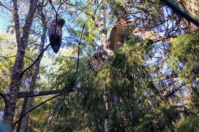 Guided Ranua Wildlife Park tour with Lunch, Small group adventure - Lunch at Ranua: Why the Buffet Time Works