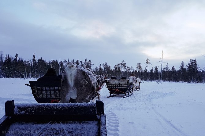 Guided reindeer farm visit and one hour sledge safari - Why Kopara Reindeer Park and Pyha-Luosto feel so “real”