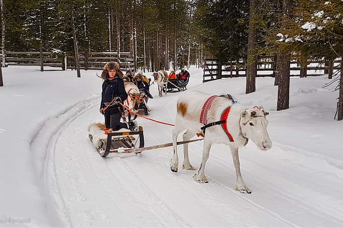 Guided reindeer farm visit and one hour sledge safari - Timing at 1:30 p.m.: the snow is fine, but your photos need daylight