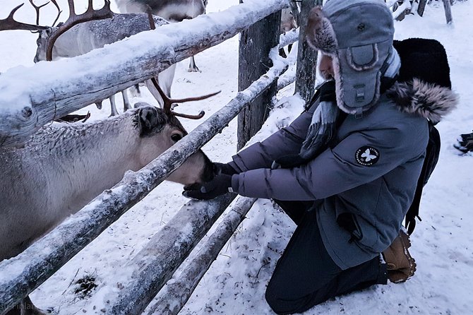 Guided reindeer farm visit and one hour sledge safari - Getting to Kopara Reindeer Park and what to bring