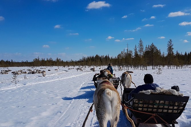Guided reindeer farm visit and one hour sledge safari - After the ride: feeding reindeer and learning their daily routine