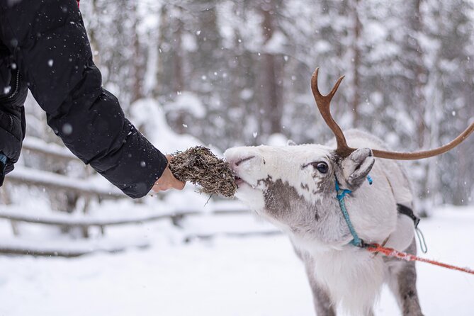 Half-Day Experience in Local reindeer farm in Lapland - Key takeaways before you go