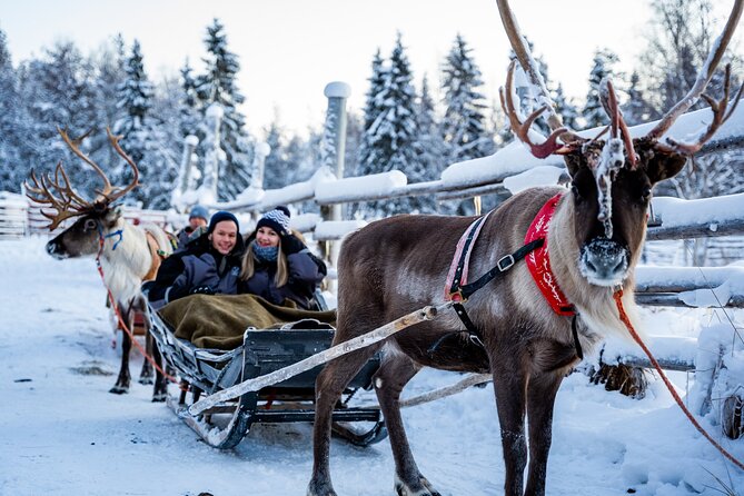 Half-Day Experience in Local reindeer farm in Lapland - The 2 km sleigh ride through the snowy forest