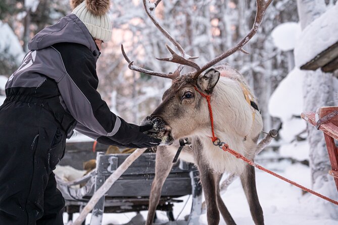 Half-Day Experience in Local reindeer farm in Lapland - Photo delivery with edited images: a real value, not just a souvenir