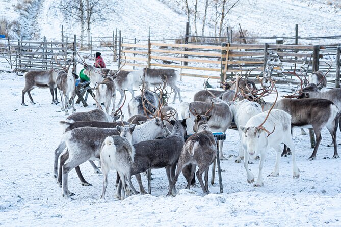 Half-Day Experience in Local reindeer farm in Lapland - Warm snacks and hut time: where the day either relaxes or rushes