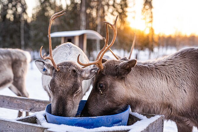Half-Day Experience in Local reindeer farm in Lapland - Price and logistics: is $205.15 per person worth it?
