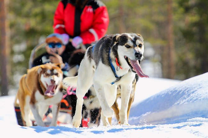Half-Day Husky Safari and Salmon Ice Fishing Experience - Key things to know before you go