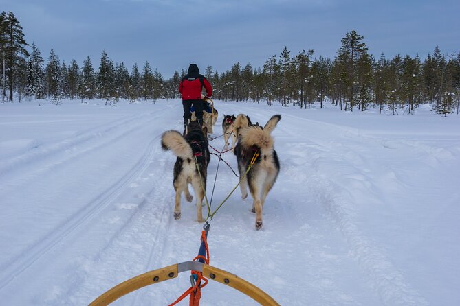 Half-Day Husky Safari and Salmon Ice Fishing Experience - Husky safari sledding: how the sled works and what steering feels like