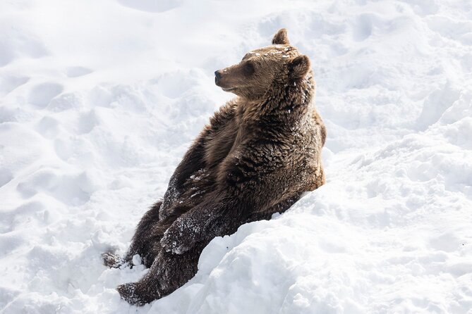 Half-Day Trip to Ranua Wildlife Park from Rovaniemi - Key highlights to know before you go