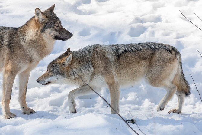 Half-Day Trip to Ranua Wildlife Park from Rovaniemi - What guides add to this trip, and why Aude and Léo matter