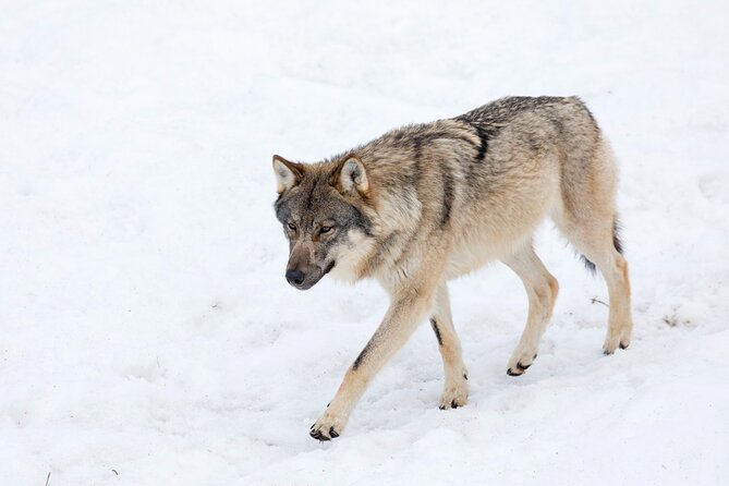 Half-Day Trip to Ranua Wildlife Park from Rovaniemi - Things to think about before you book