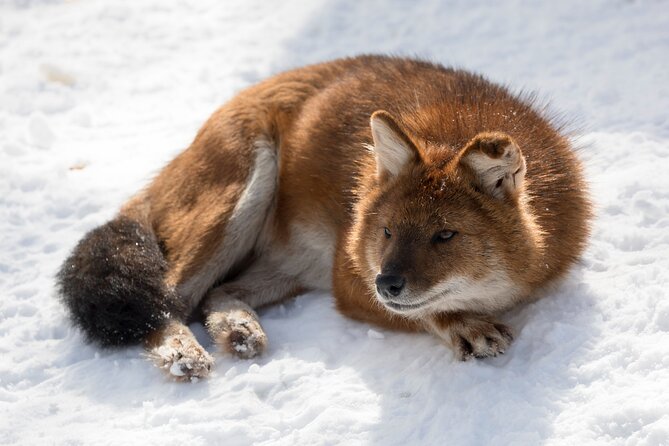 Half-Day Trip to Ranua Wildlife Park from Rovaniemi - Pickup from Rovaniemi, then a calm drive to Ranua