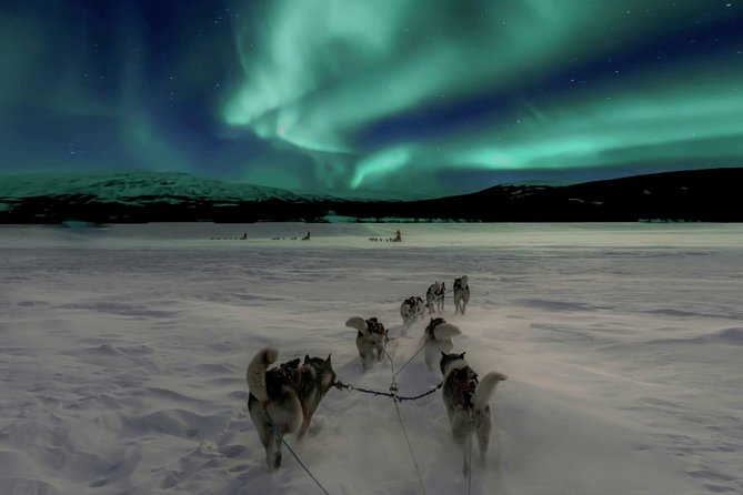 Hunting Northern Lights with Husky - Key things to know before you go
