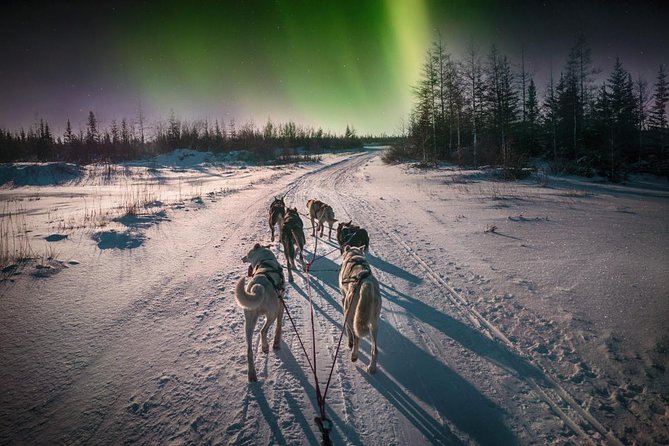 Hunting Northern Lights with Husky - Price and Value: Is $275.90 Fair for What You Get?
